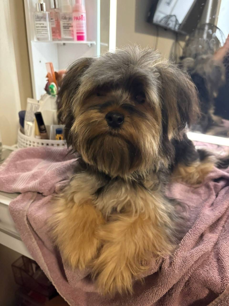 puppy image